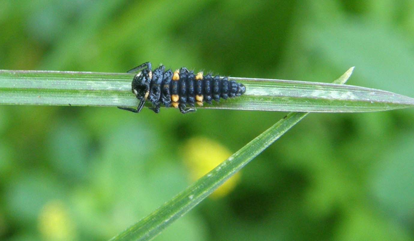 Larva (?) da identifcare