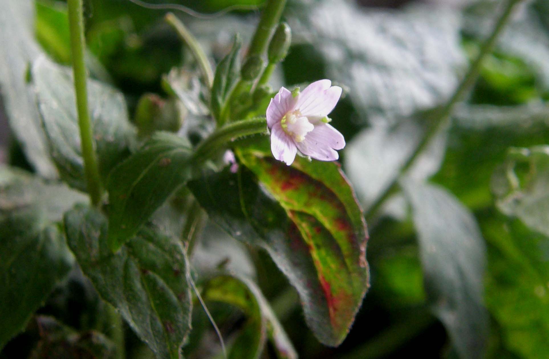 Epilobium sp. (Myrtales - Onagraceae)