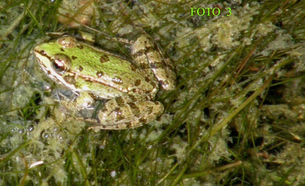 Pelophylax kl. esculentus? - Pelophylax sp.