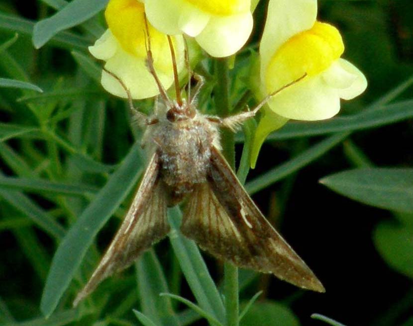 Autographa gamma e Furcula sp.