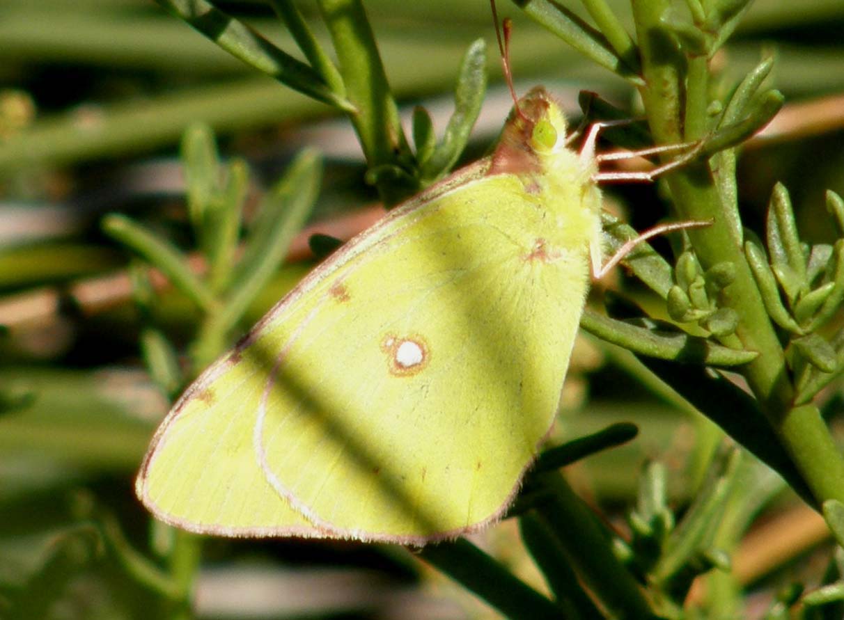 Pieridae da identificare