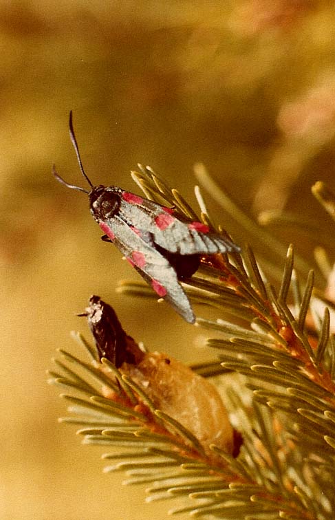 Folla di Zygaena sp.