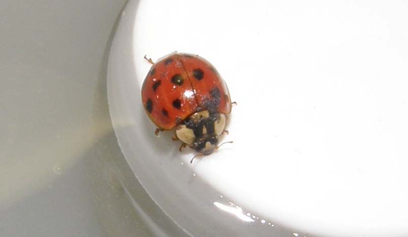 Coccinella...nuotatrice