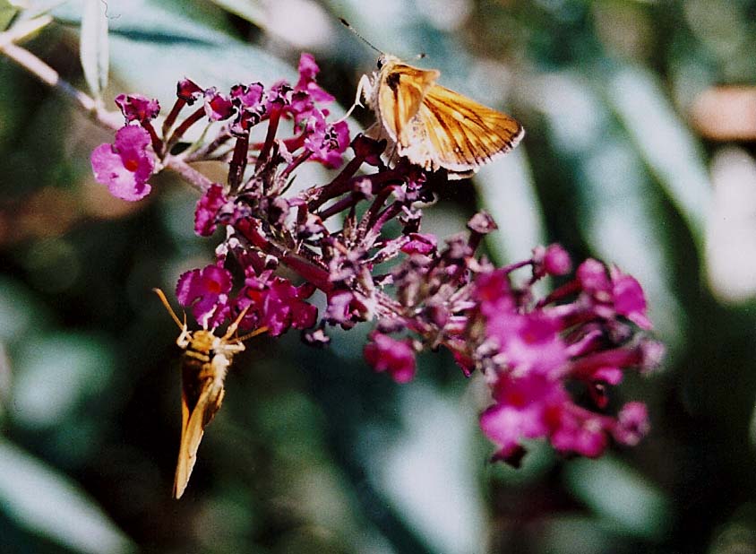 Lycaenidae da identificare