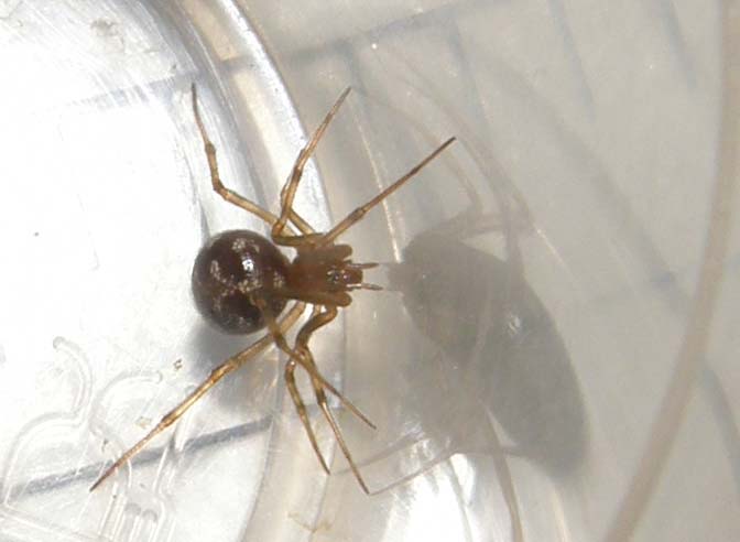 Steatoda triangulosa