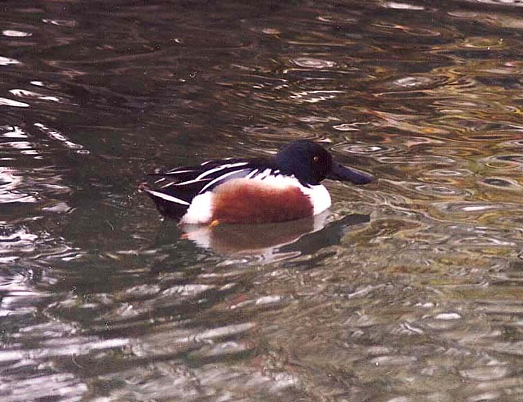 Identificazione Anatidae