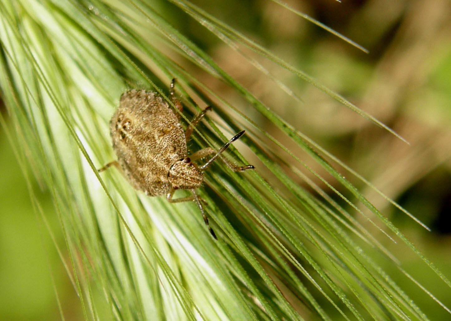 Pentatomidae: giovani di specie diverse a Cornaredo (MI)