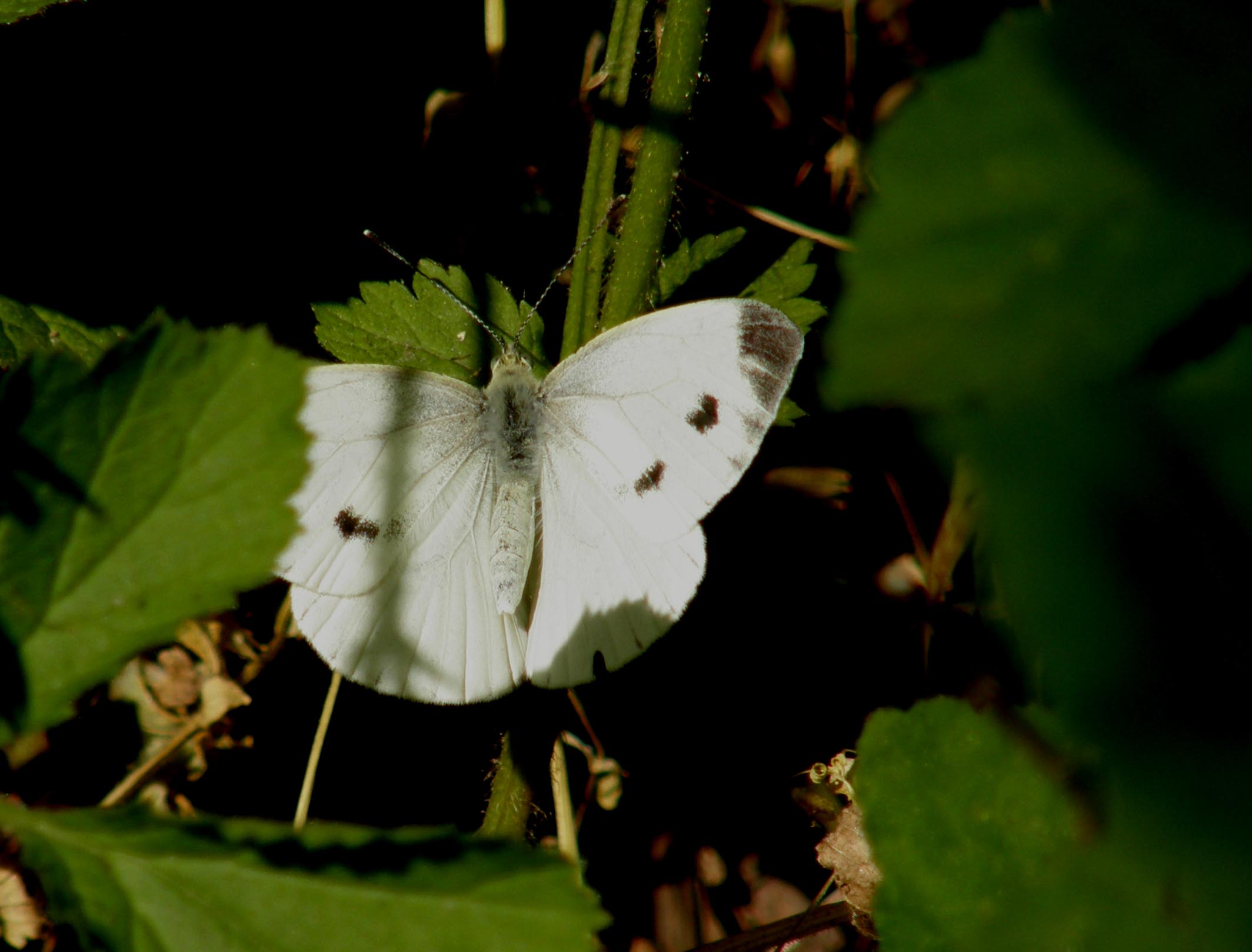 Pieriidae da identificare