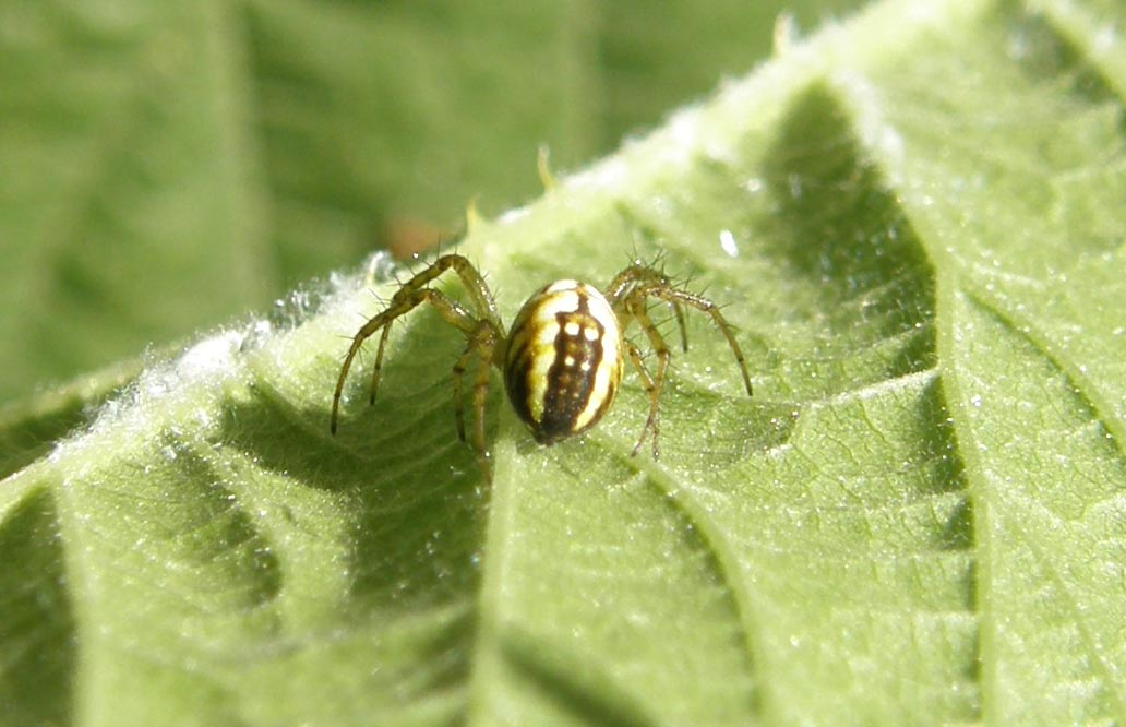 Mangora acalypha