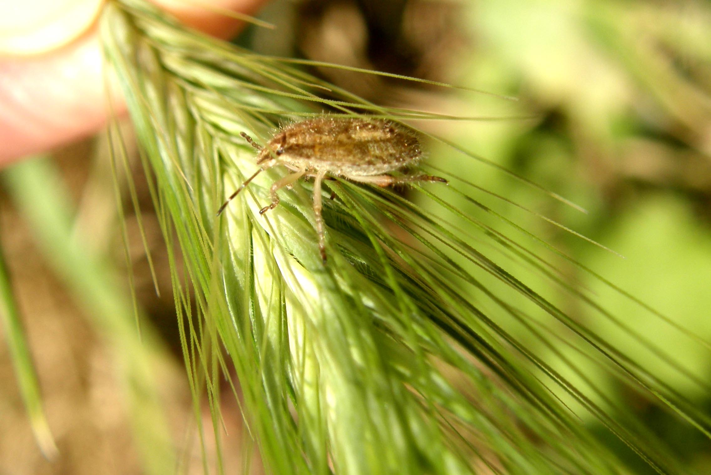 Pentatomidae: giovani di specie diverse a Cornaredo (MI)