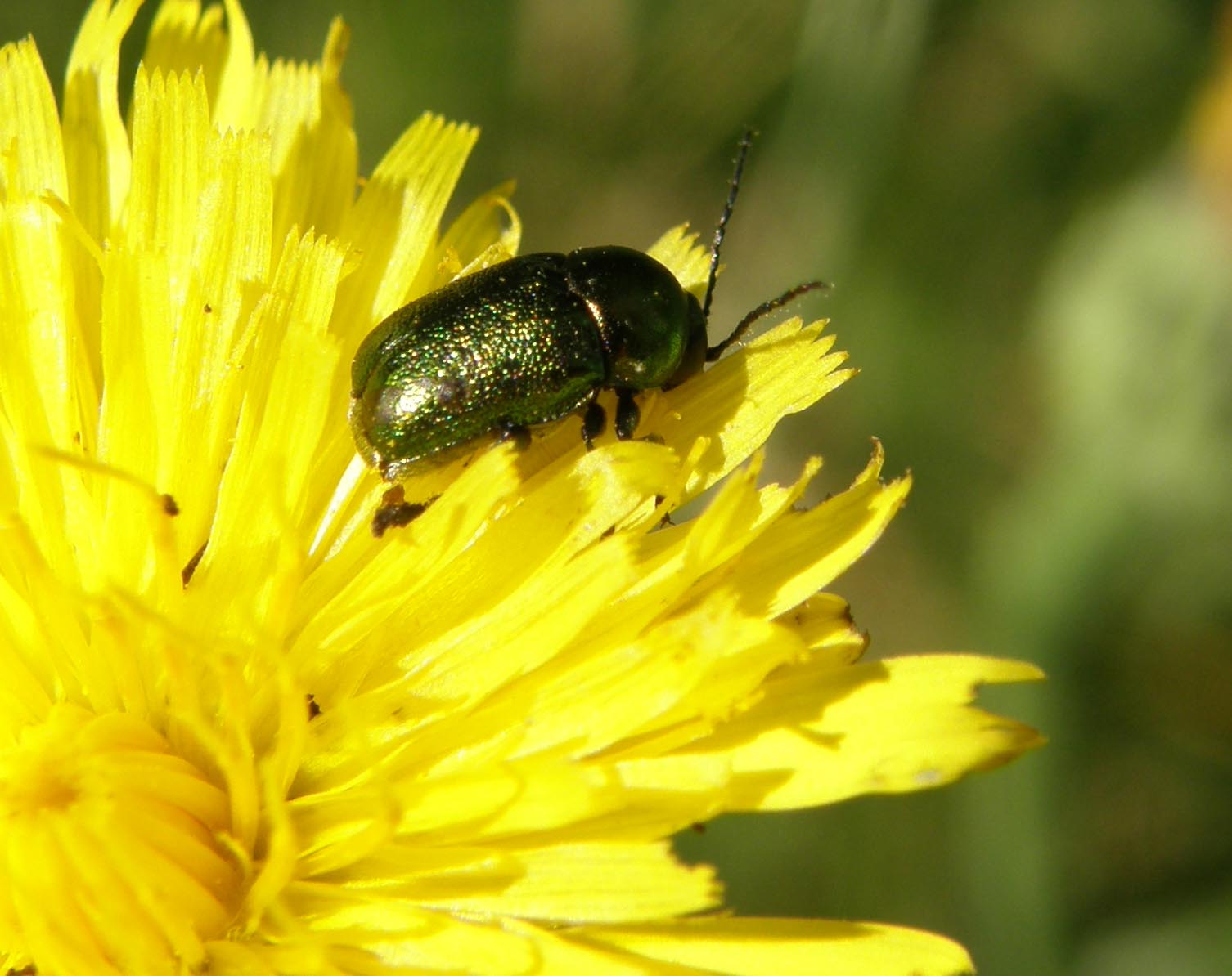 Chrysomelidae da identificare: Cryptocephalus