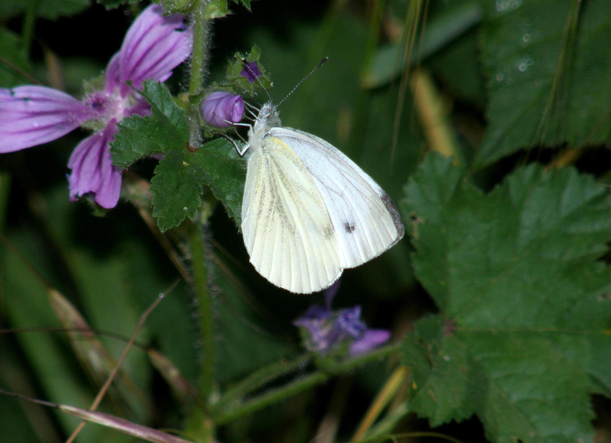 Pieriidae da identificare