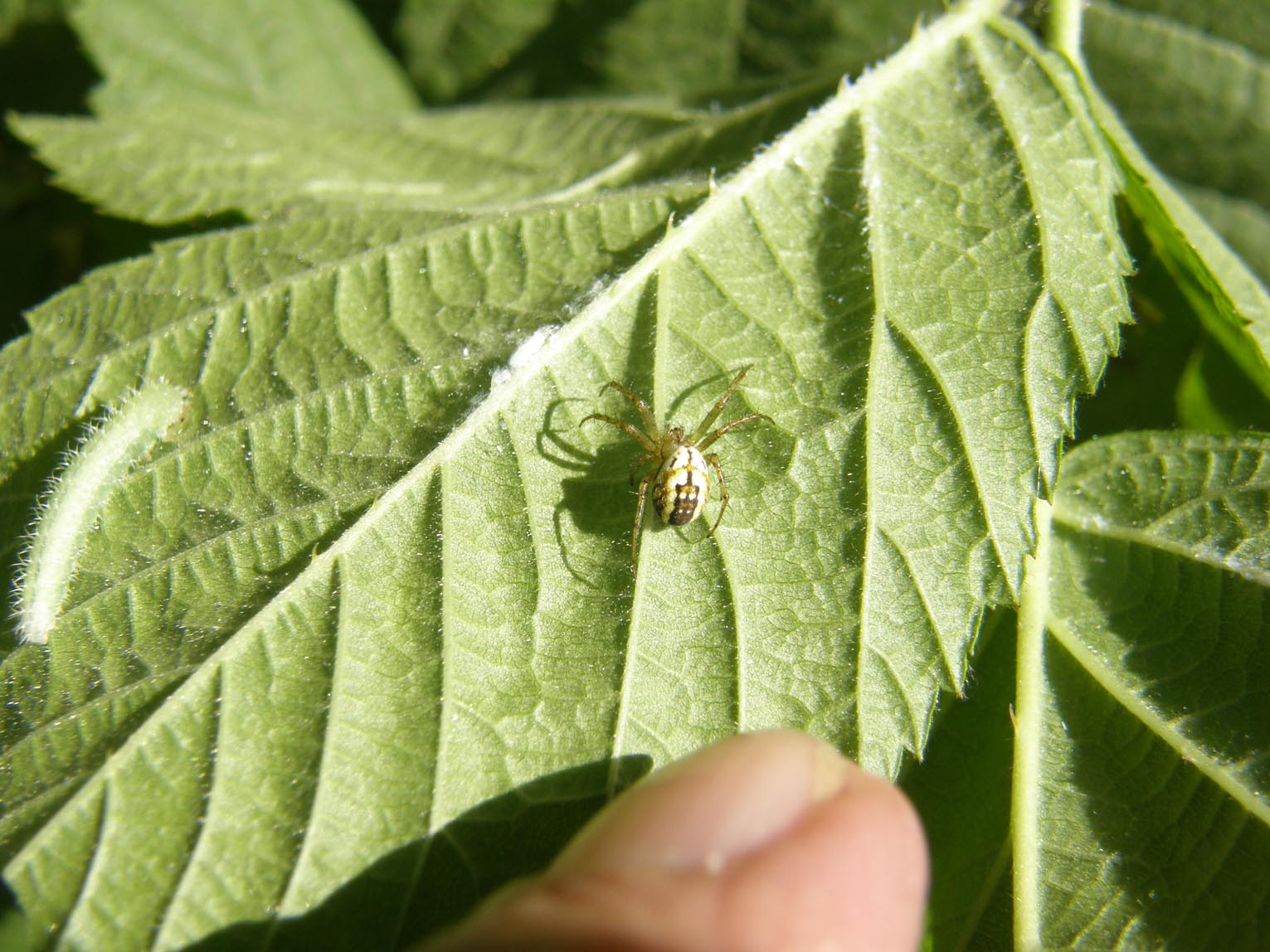 Mangora acalypha