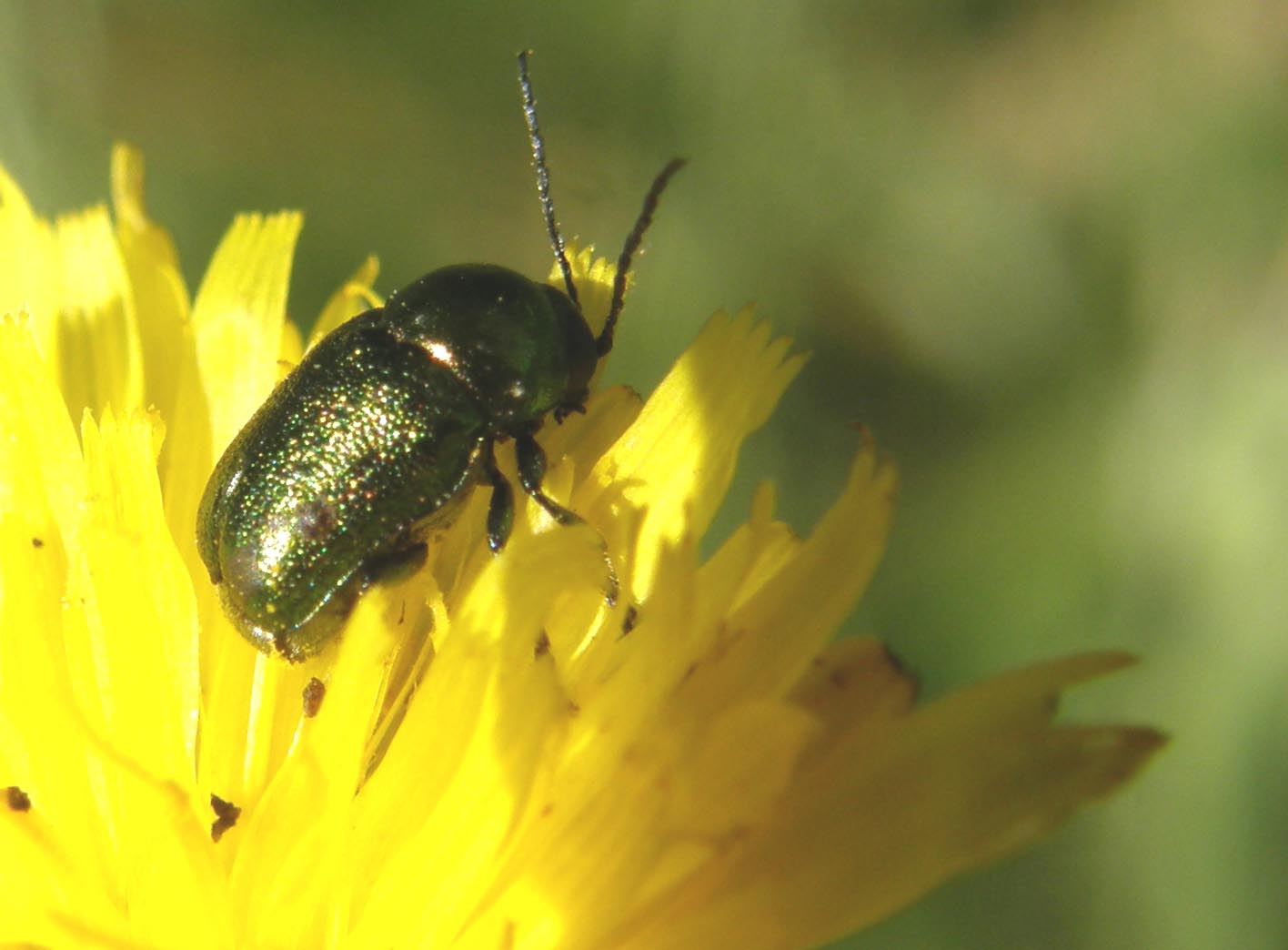 Chrysomelidae da identificare: Cryptocephalus