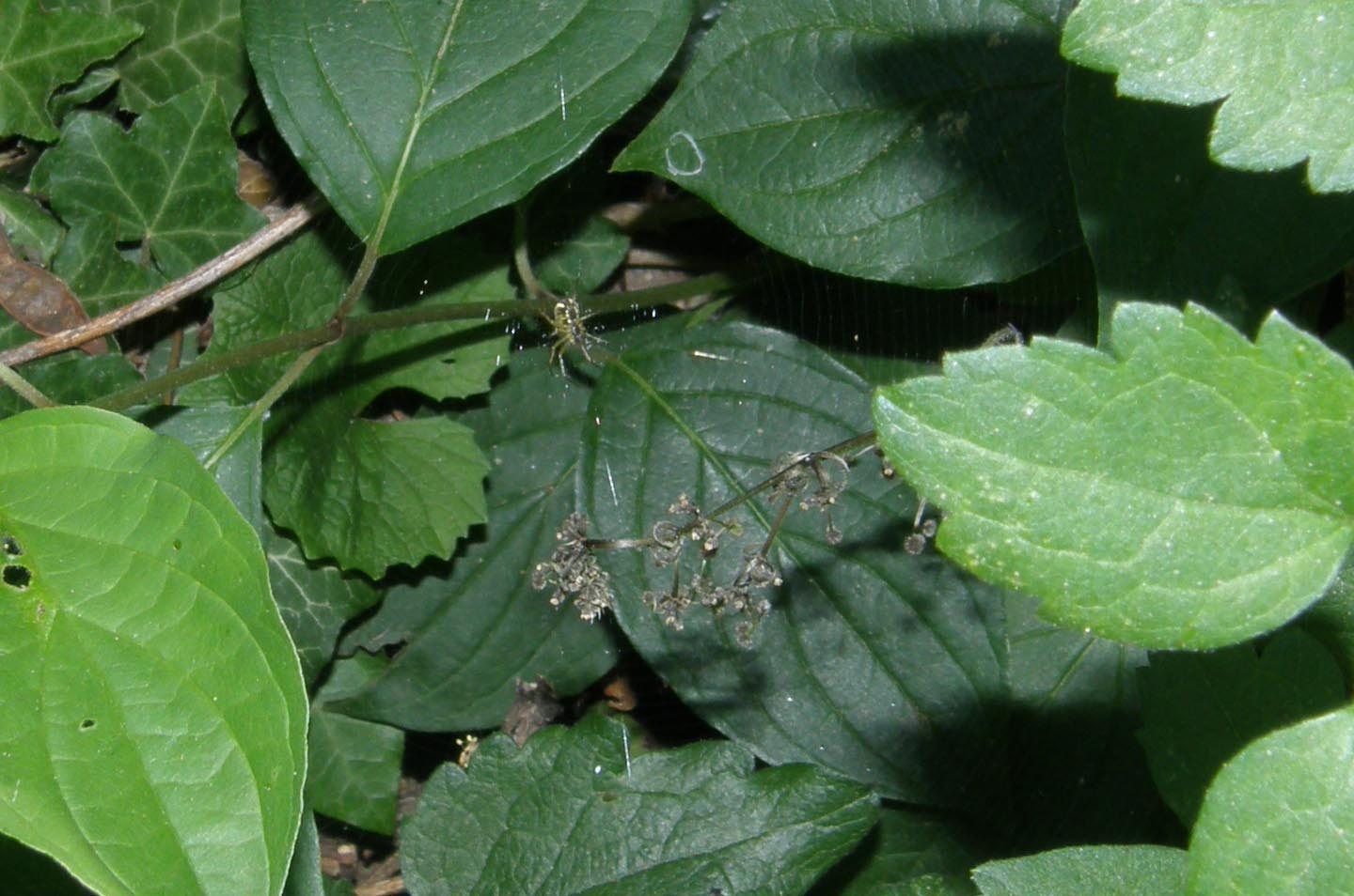 Mangora acalypha