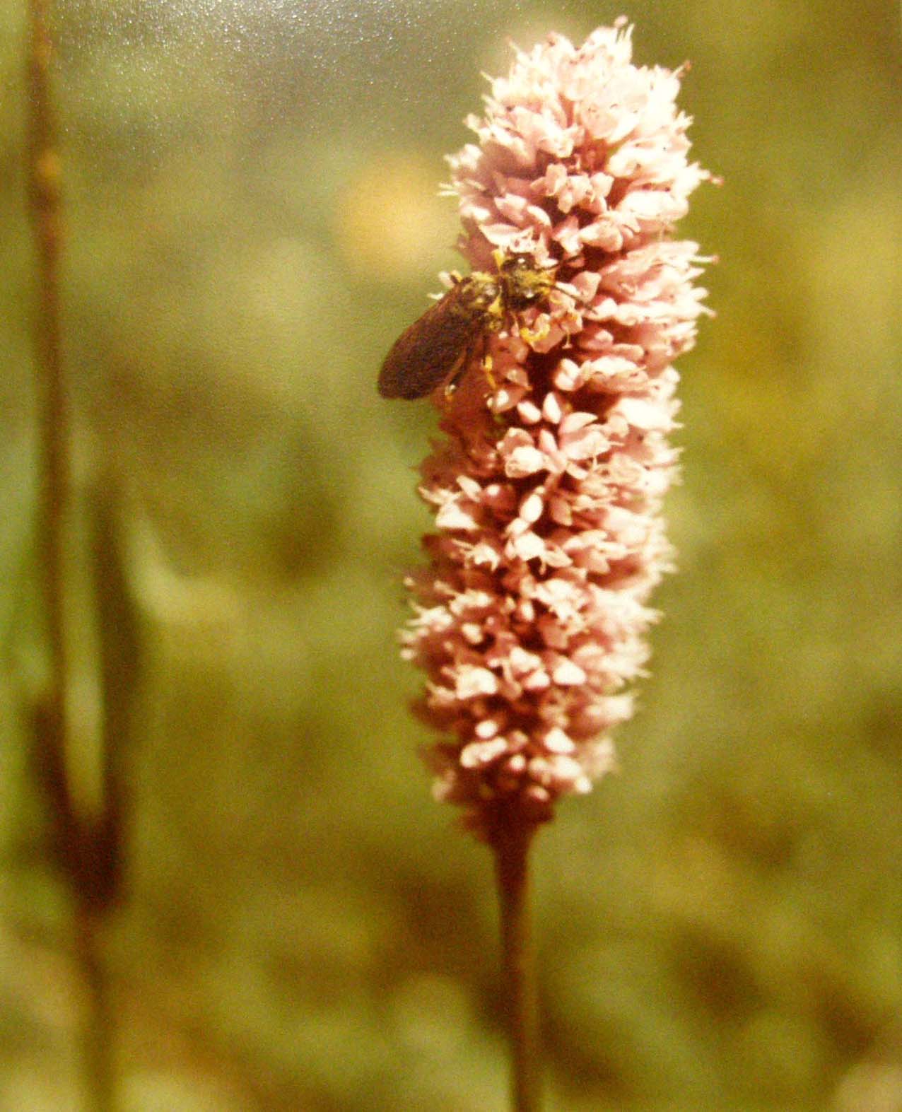 Pedicularis sp. (Lamiales Orobanchaceae) e Bistorta officinalis (Polygonaceae)