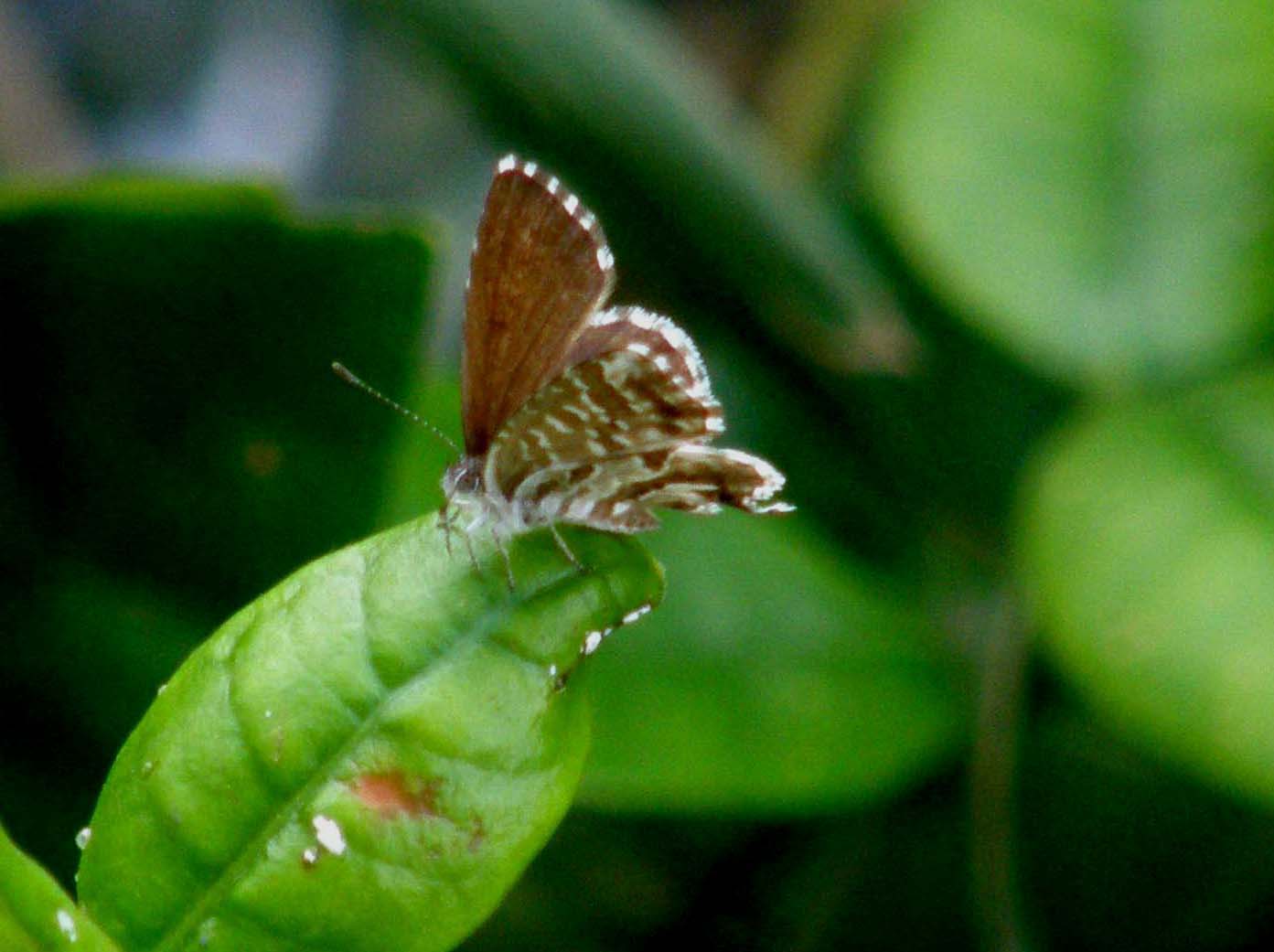 Cacyreus marshalli