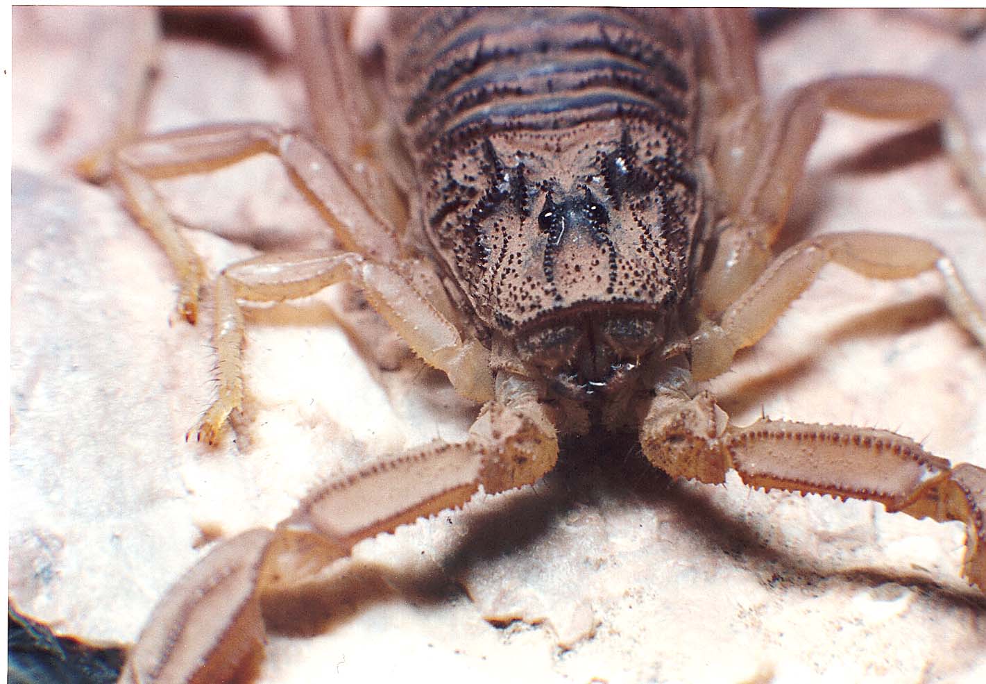 Scorpioni sahariani: Androctonus australis e Buthus sp.