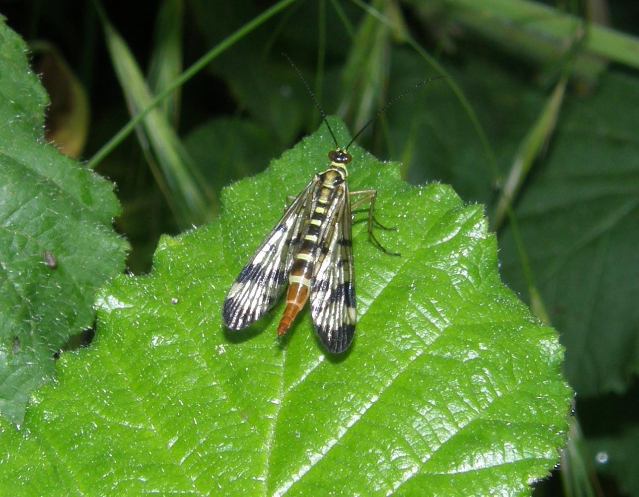 Panorpidae da identificare