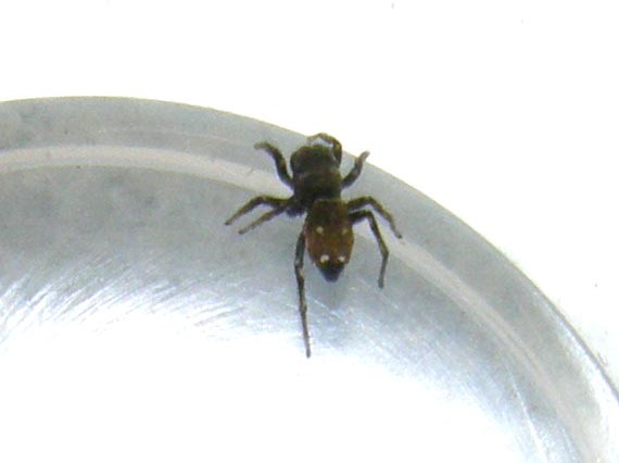 Heliophanus sp.