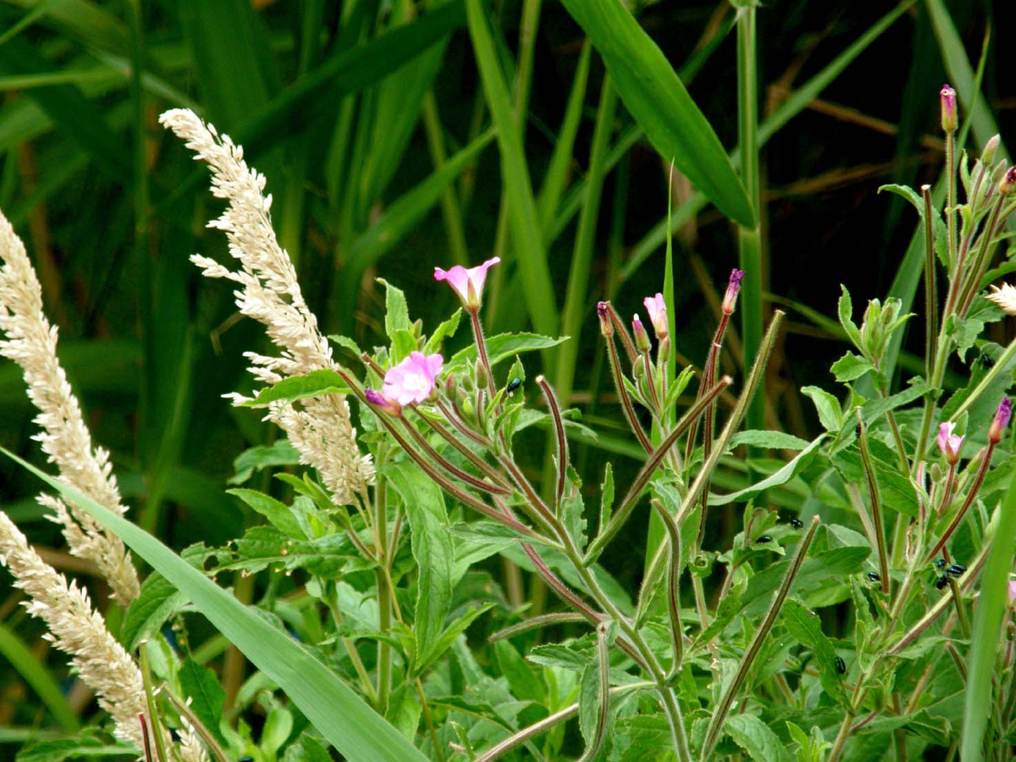 Fiori palustri milanesi - Epilobium hirsutum