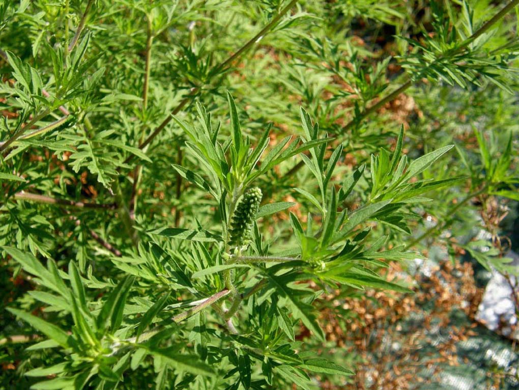 Ambrosia artemisiifolia