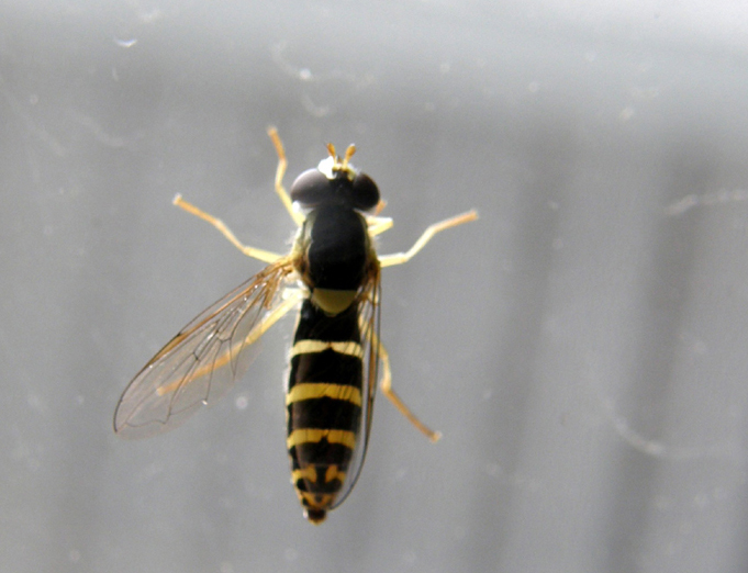 Sphaerophoria sp. (Syrphidae)