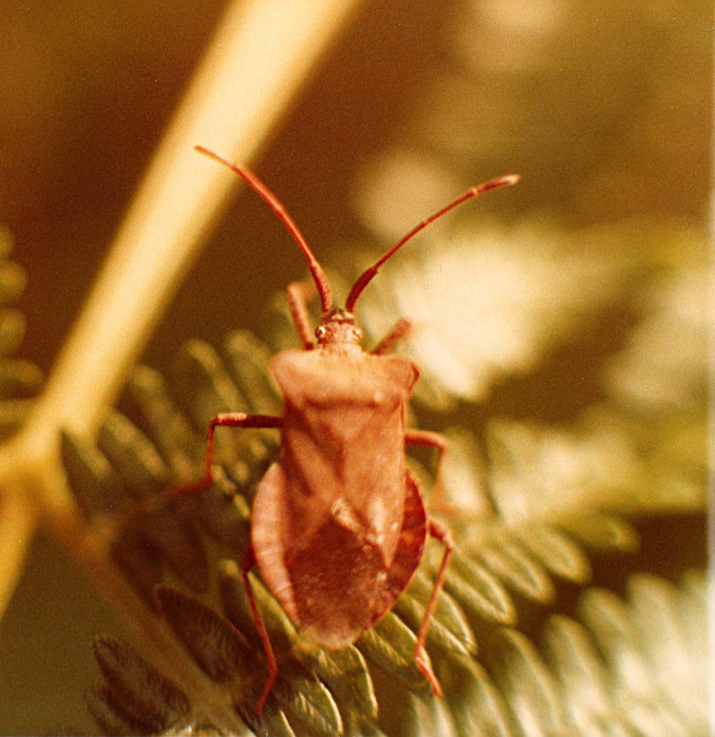 Eterottero da identificare... Coreus marginatus