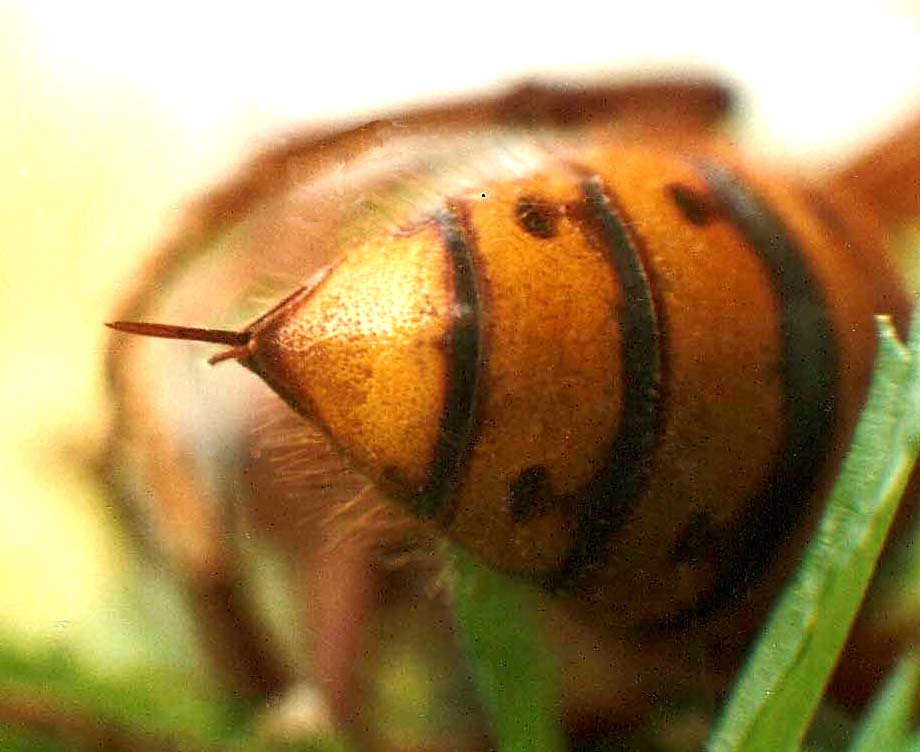 Calabrone e xilocopa