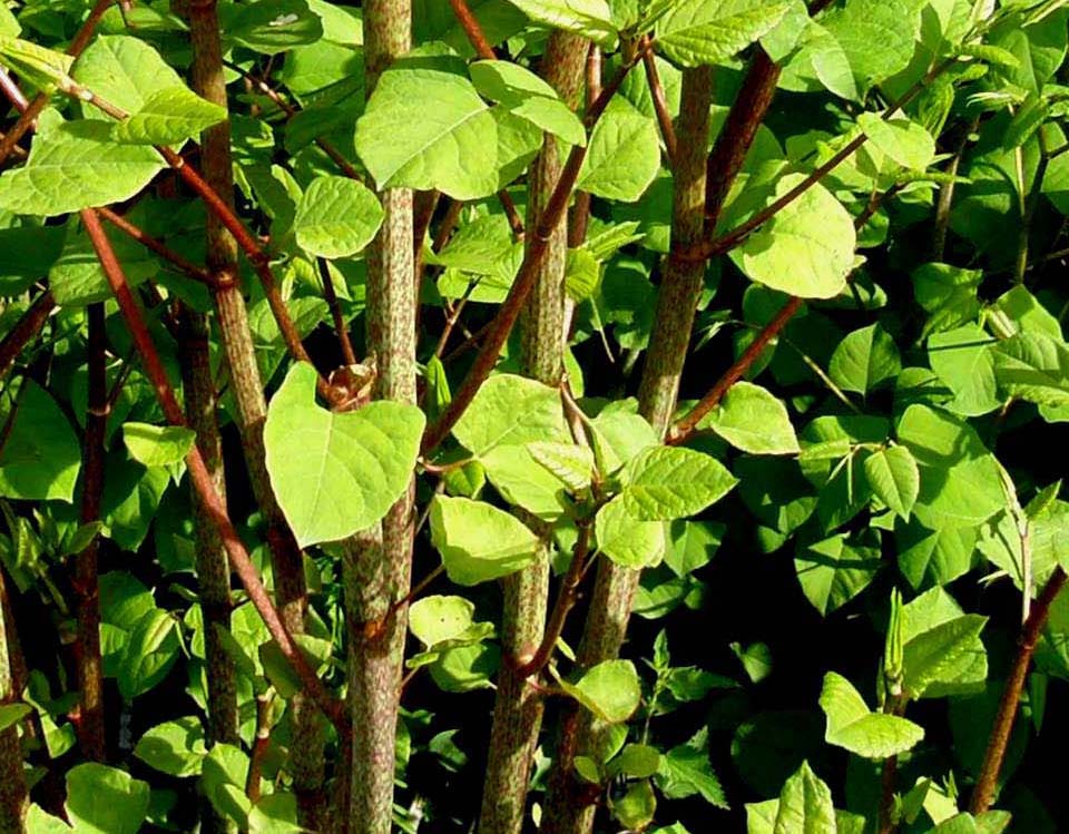 Erbacea dal grosso fusto - Reynoutria japonica