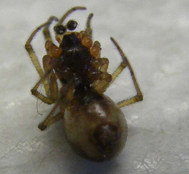 Steatoda triangulosa