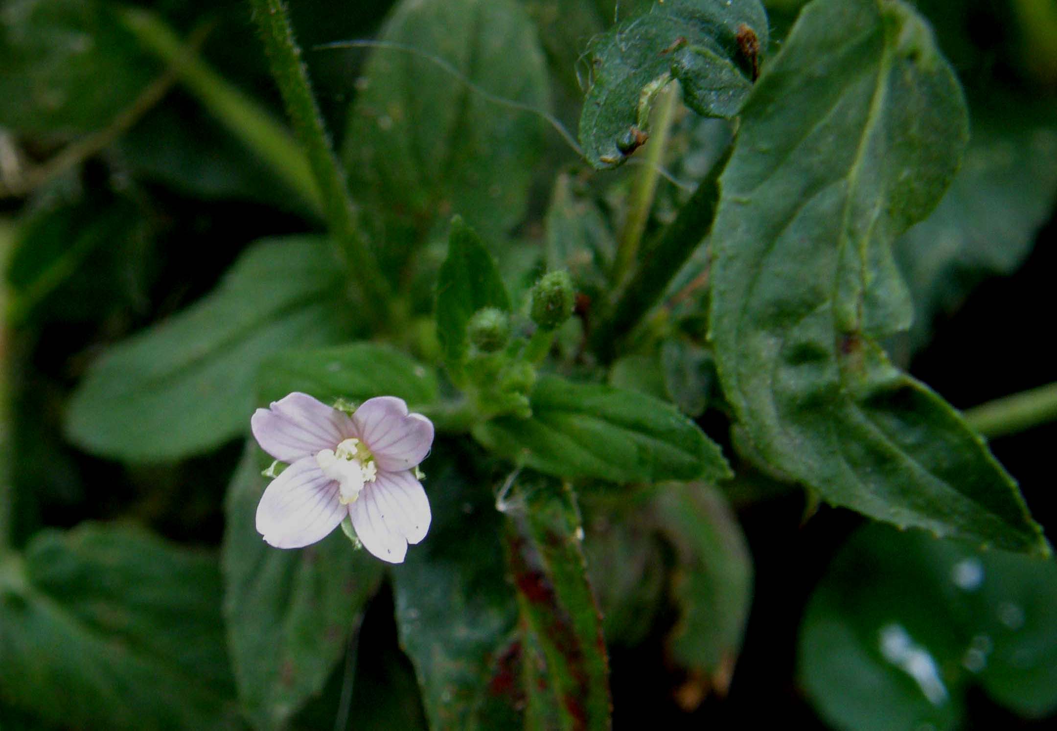 Epilobium sp. (Myrtales - Onagraceae)