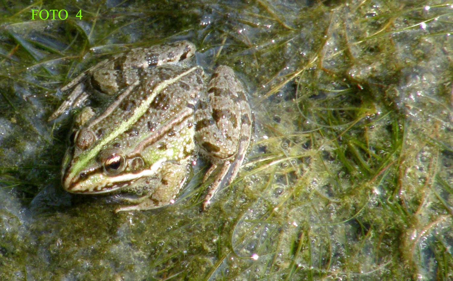 Pelophylax kl. esculentus? - Pelophylax sp.