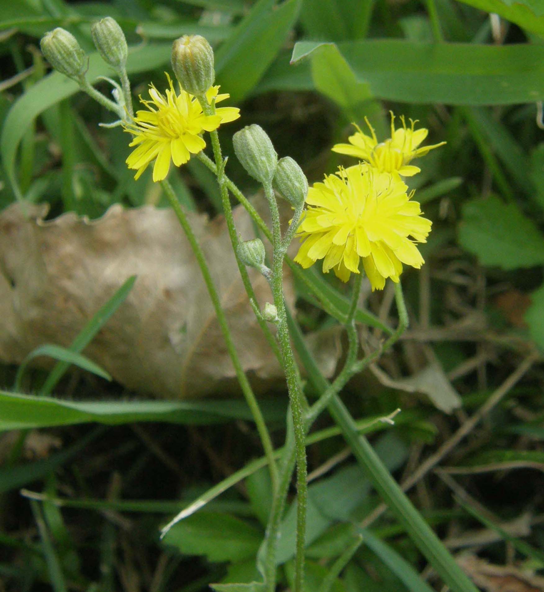 Hypochaeris sp. e Sonchus oleraceus (Asteraceae)