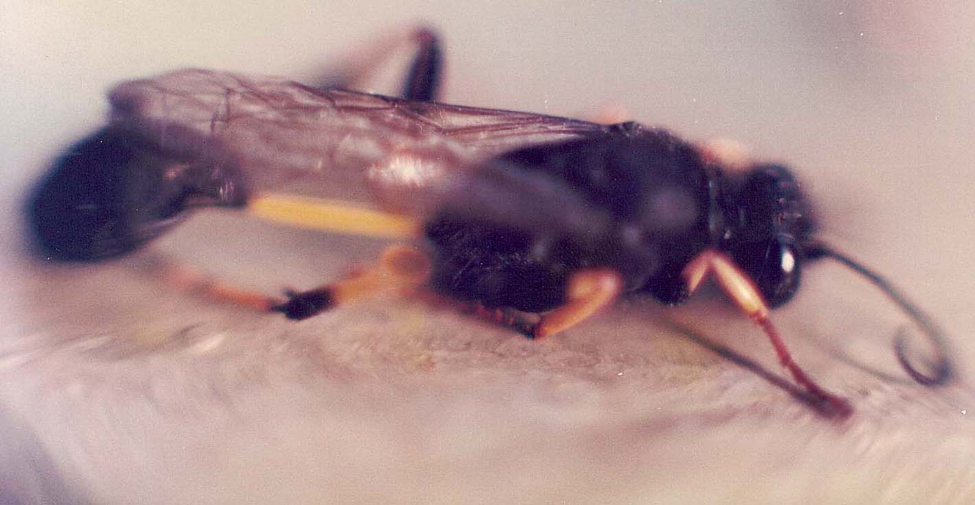 Sceliphron spirifex (Sphecidae).