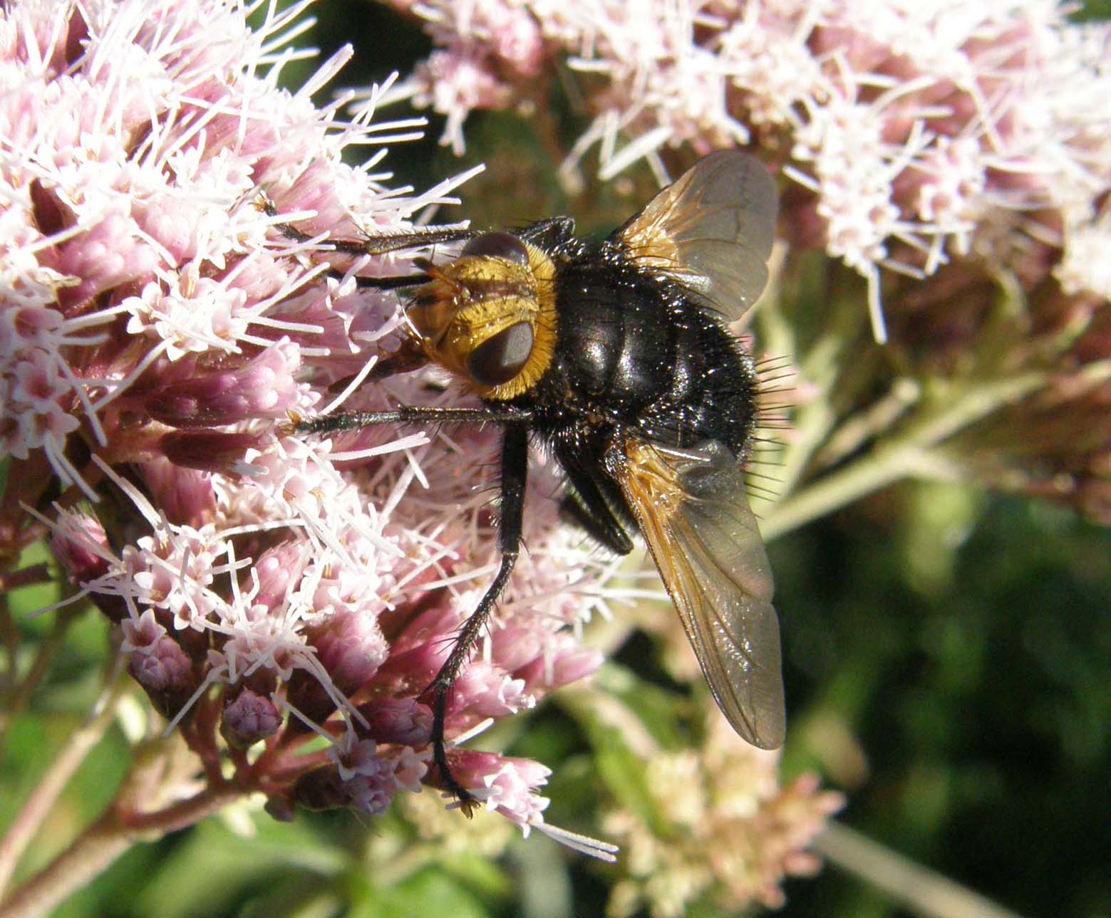 Altri due ditteri da identificare