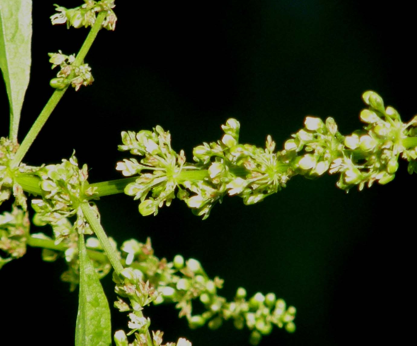 Rumex obtusifolius