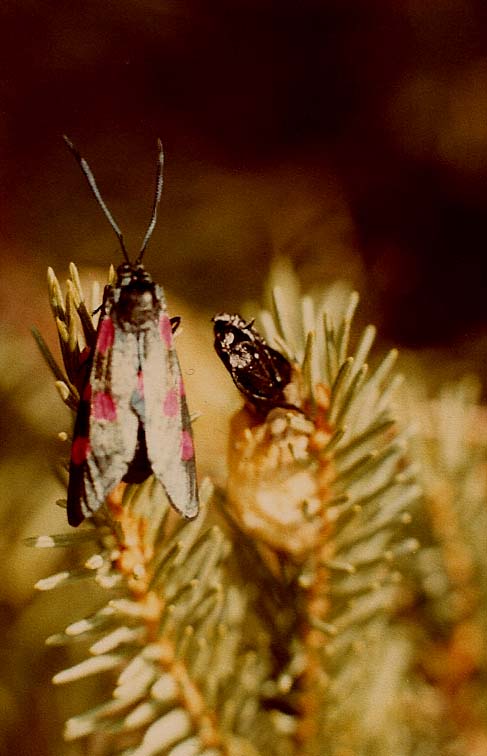 Folla di Zygaena sp.