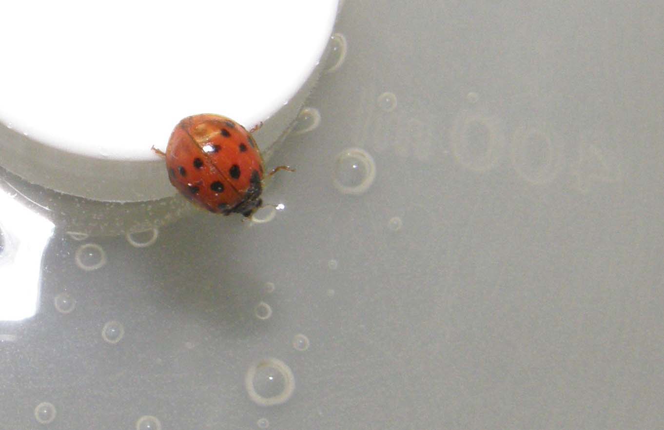 Coccinella...nuotatrice