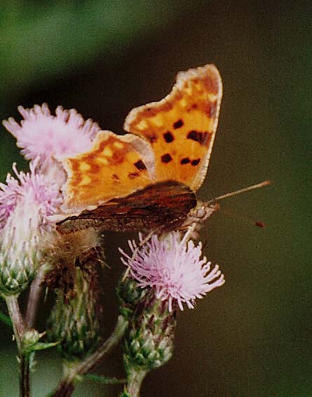 Polygonia c-album?