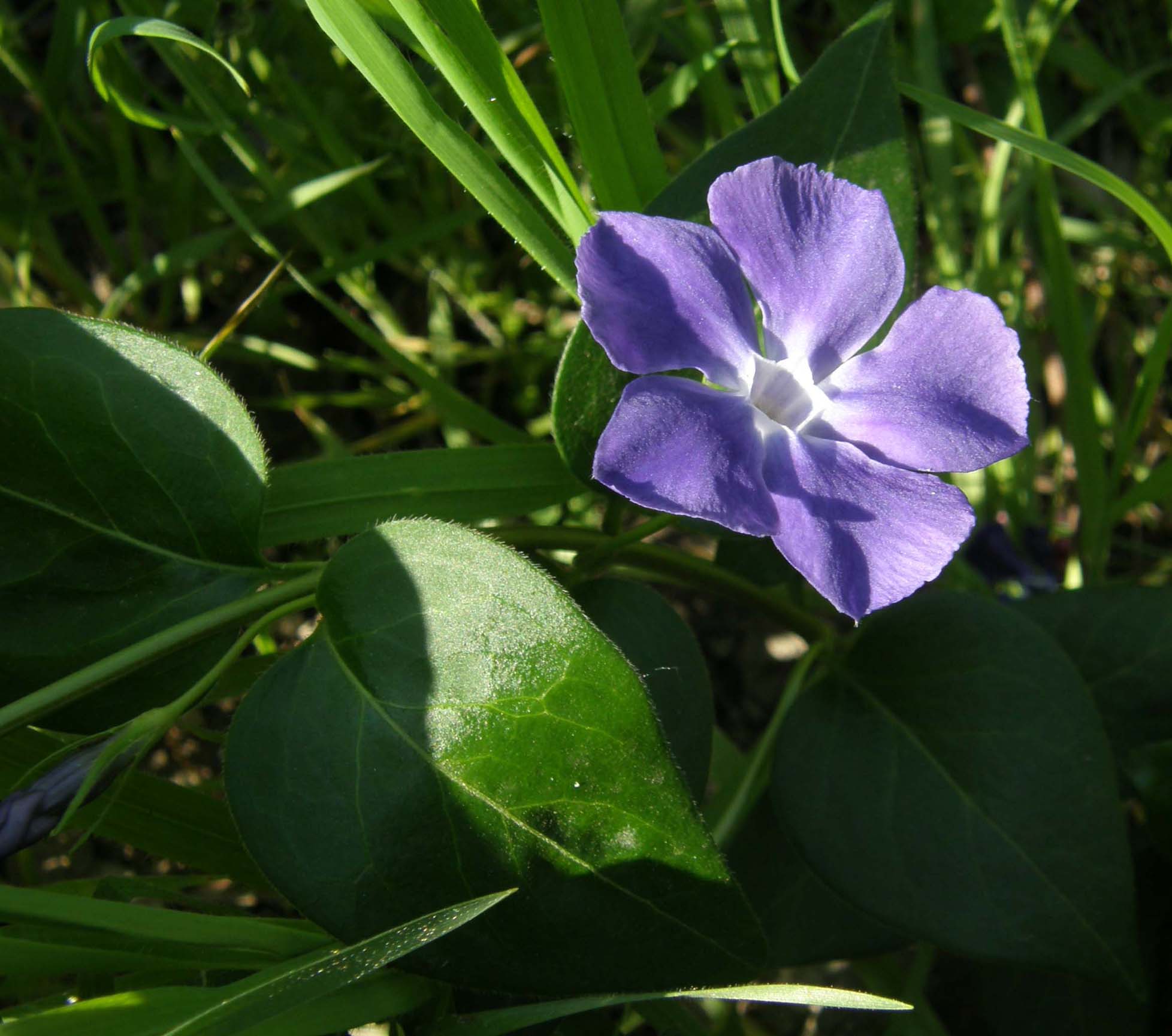 Vinca major