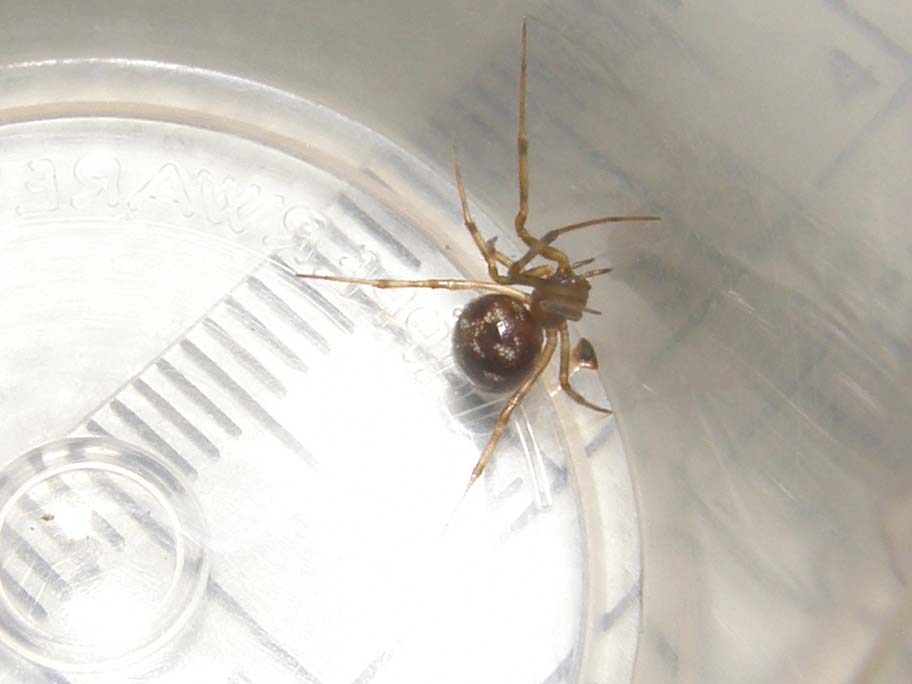 Steatoda triangulosa