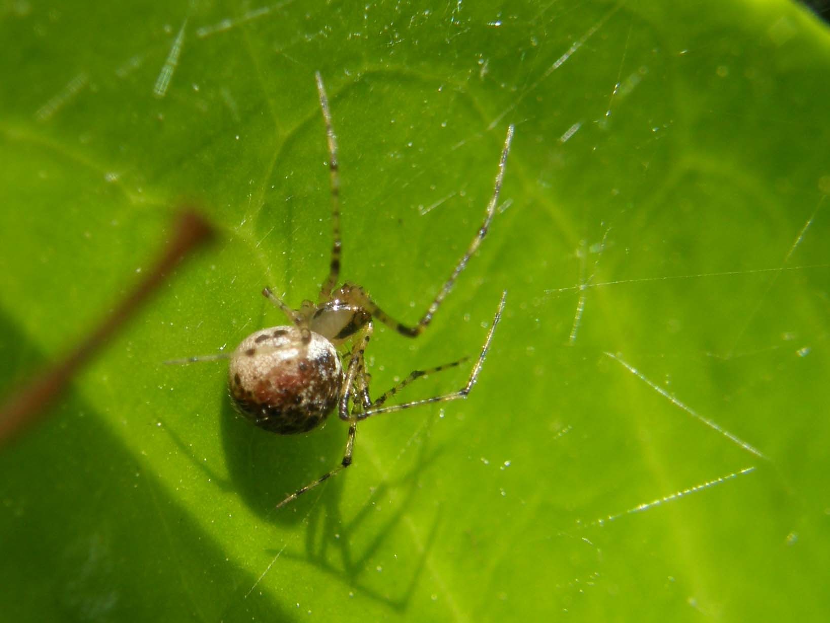 Theridion sp.