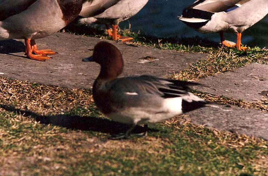 Identificazione Anatidae