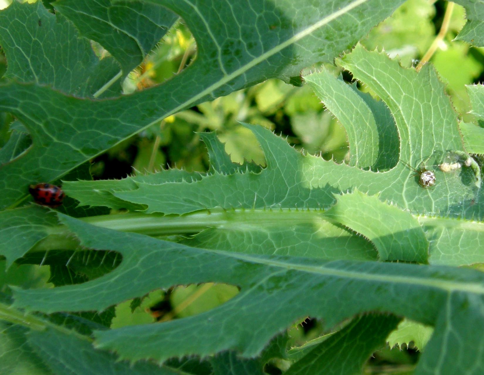 Panorpidae da identificare