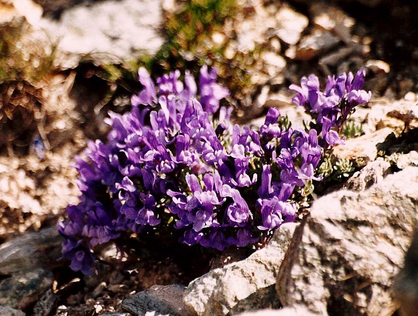 Linaria alpina