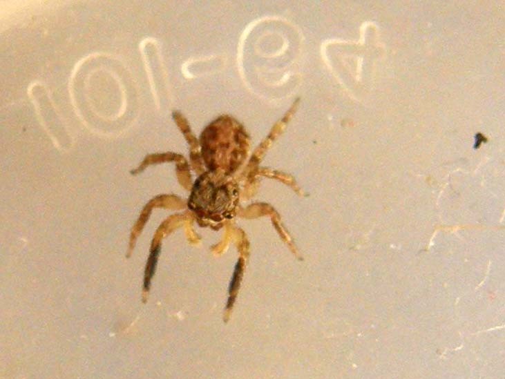 Salticidae