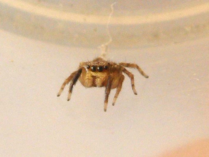 Salticidae