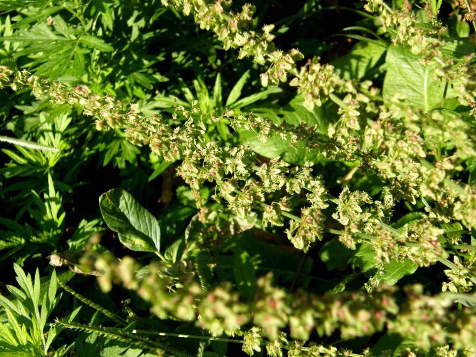 Rumex obtusifolius