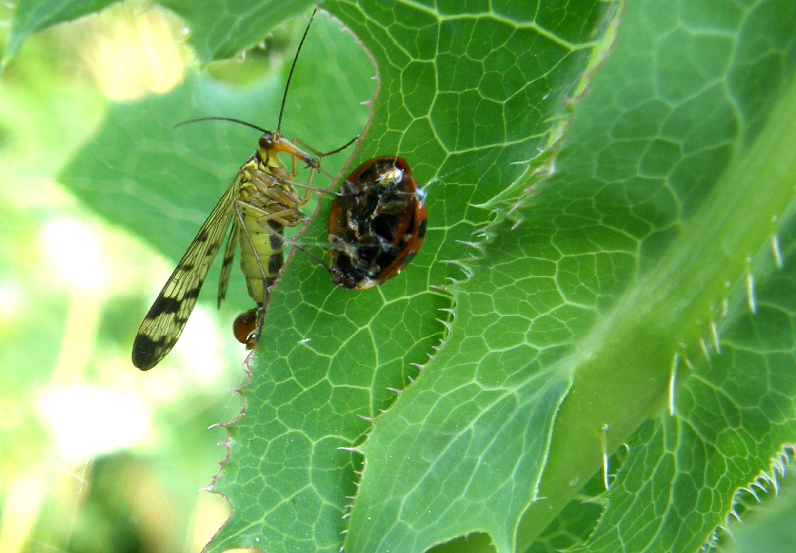 Panorpidae da identificare